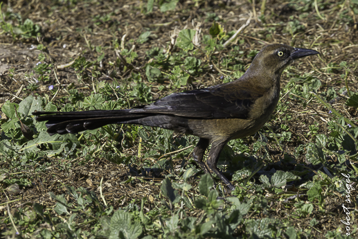 Ed Levin County Park 2026